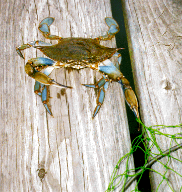 [Color photograph of a blue crab]