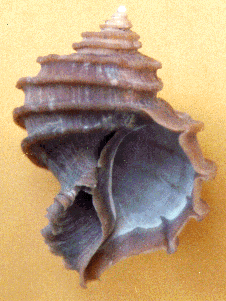 [color photograph of Ecphora gardnerae gardnerae, the state fossil]