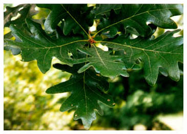 [Color photograph of Leaves of the White Oak]