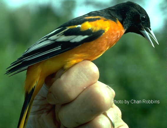 [color photograph of a Baltimore oriole in full breeding plumage]