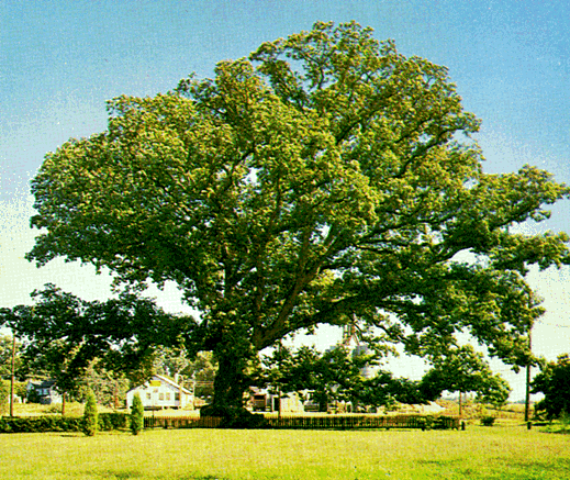 [Color photograph of a White Oak]